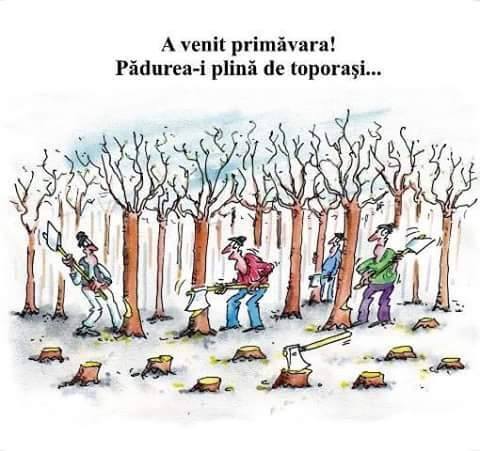 4000 mc …defrișare așa vrea Torma!