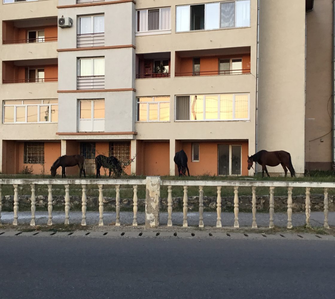 ,,M9 Evolution ,,atracția crescătorilor de animale!Liber la pășunat,fără taxe!