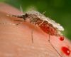 Virusul ,,West Nile,,confirmat in Caras-Severin!
