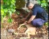 Pui de căprioară rănit și abandonat pe marginea drumului ,salvat de jandarmi!